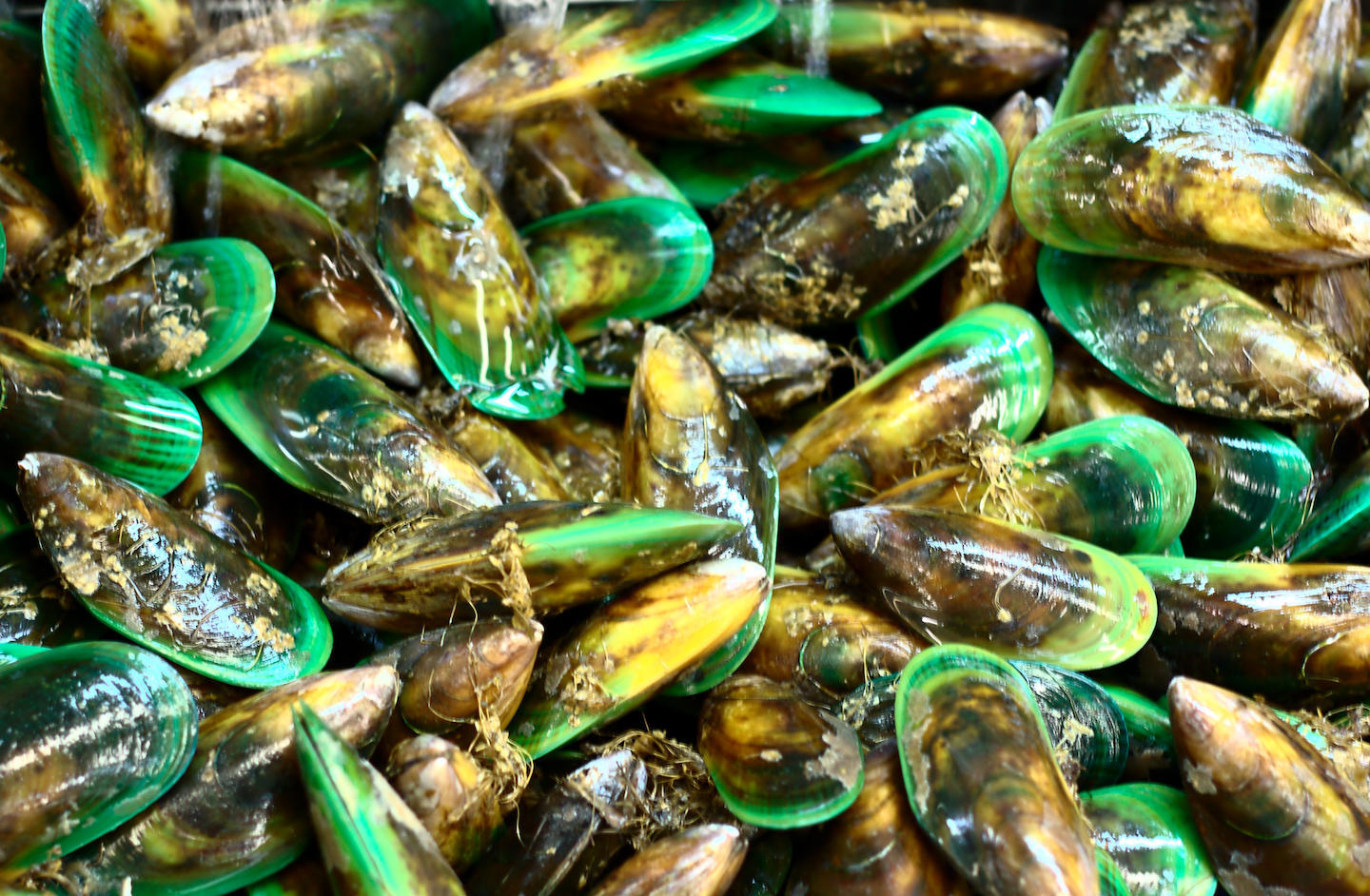 A picture of mussels