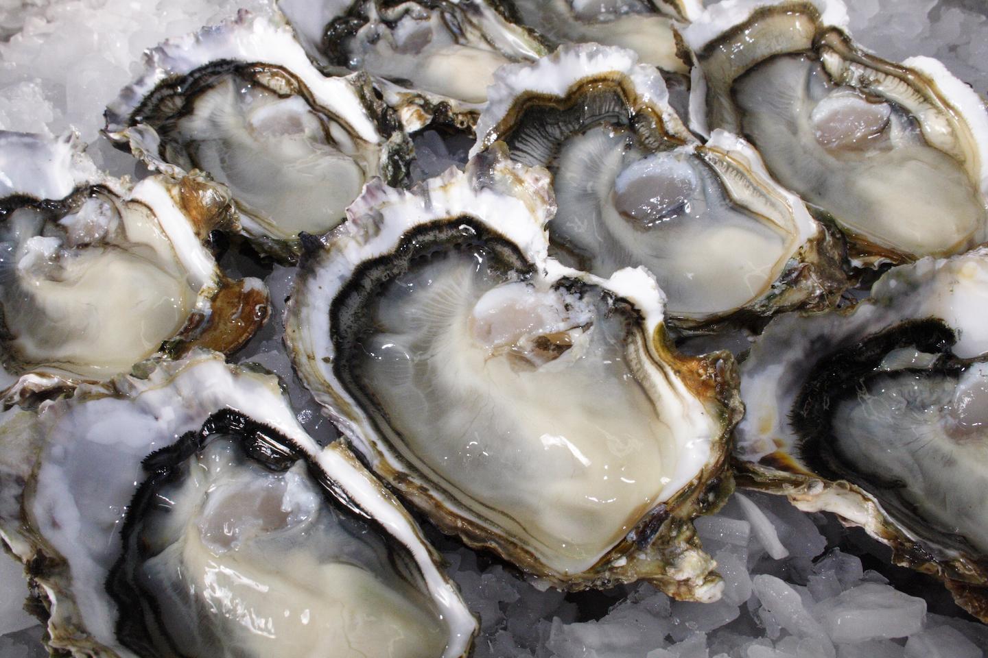 A picture of oysters