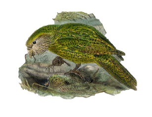 A kākāpō.